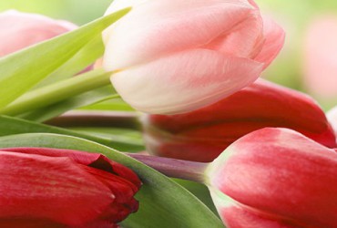 Agencia inmobiliaria especializada en la venta de pisos en Vizcaya: Bilbao y Getxo